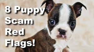 boston terrier puppy scam
