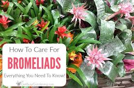 bromeliad plant care everything you