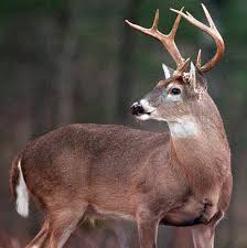 Deer Baiting Bill Clears Alabama House Al Com