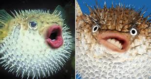 Want to discover art related to pufferfish? Puffer Fish With Trump S Mouth