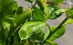 don t spray for citrus leafminers