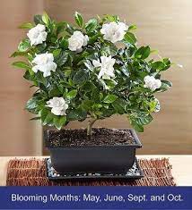 Gardenia Bonsai Trees To Plant