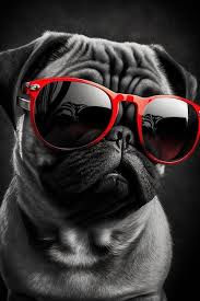 premium ai image pug dog wallpapers