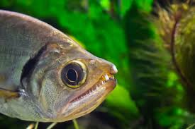 15 por fish with ugly teeth fishlab