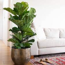 5 Best Large Indoor Plants That Make A