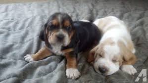 April 4 at 5:44 pm ·. Akc Basset Hound Puppies For Sale In Aurora Indiana Classified Americanlisted Com