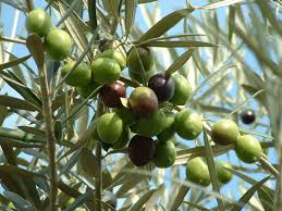 olive tree ile ilgili görsel sonucu