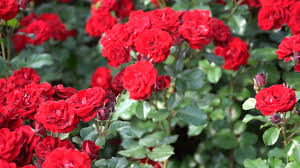 red rose garden stock video fooe for