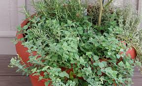 to grow and use oregano in your garden