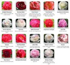 209 Best Flower Names Images Flower Names Flowers