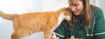 Often accompanied by abnormal vocalization or other odd behaviors like circling and disorientation, cat head pressing is a manifestation of a neurological disorder. Cat Head Pressing My Family Vets