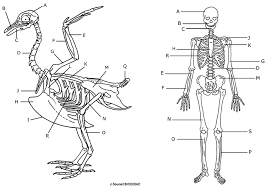 Comparing A Human And Avian Skeleton