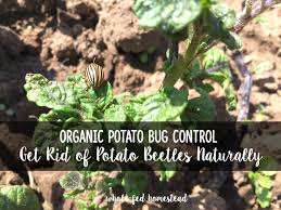 organic potato bug control how to get