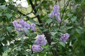 The leaves curling could be powdery mildew. How To Grow Lilacs Miracle Gro