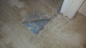 carpet cleaning urine spots archives