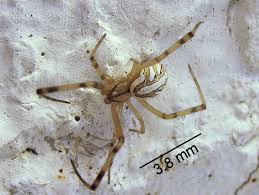 spider id spider identification