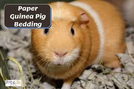 Best Guinea Pig Beddings Top 3 Types