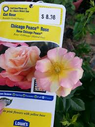 is this really chicago peace rose