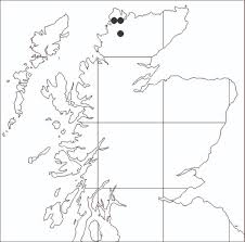 Hieracium maccoshiana, a new Scottish hawkweed related to H ...