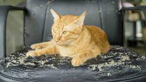 Why do cats scratch wood? How To Stop Cats From Scratching Leather Furniture