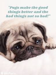 Pugs are cute, especially when they're in puppy form. Pug Quote Pug Quotes Pugs Dog Caption