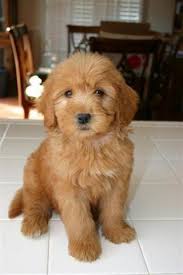 Crockett doodles wants to ensure that families are paired up with a doodle puppy that is a good fit for them. Mini Goldendoodle Puppies Apricot Red Goldendoodle Puppy For Sale Mini Goldendoodle Puppies Goldendoodle Puppy