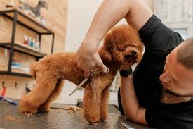 poodle teacup dog at grooming salon