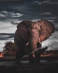 Kerala Elephant Pictures