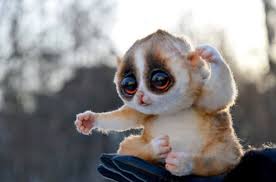 Discover indonesian animals you've never heard of, and learn amazing facts about the ones you have! 13 Cute Animals With Big Eyes Looking So Cute Big Eyed Animals Jessica Paster