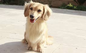 long haired miniature dachshunds