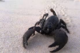 scorpion venoms mdpi
