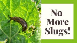 get rid of slugs in your garden