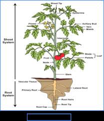 plant morphology anatomy of root stem