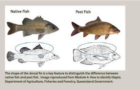 Tilapia In South East Queensland Land For Wildlife