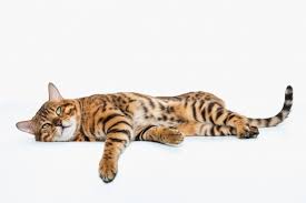Free Photo | The gold bengal cat on white space
