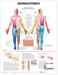 Dimitrios mytilinaios md, phd last anatomy prints, art, charts and posters for doctors and students in the healthcare field. Amazon Com Dermatomes Anatomical Chart Anatomical Chart Company Industrial Scientific