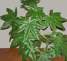 Con foglie lunghe e sottili che si inarcano con grazia sui vasi, la pianta ragno, il nome più comune della chlorophytum comosum, è una pianta che regala il meglio di sè in versione sospesa. Piante Da Appartamento Grandi Foglie