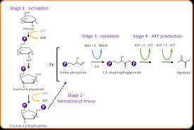 Biology Toolbox Glycolysis