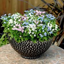 Some flowers do good in pots and others do not. Forget Me Not Plants Mon Amie Mixed Suttons