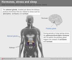 Heres How Our Hormones Help Get Us To Sleep
