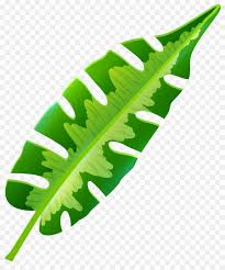 banana leaf clipart png 6775