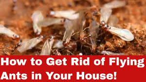 get rid of flying ants in your house
