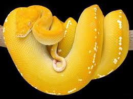 albino darwin carpet python vs green
