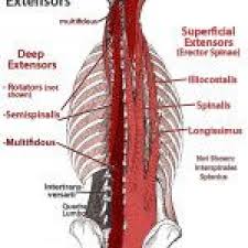The extensor muscles are attached to back of the spine and enable standing and lifting objects. Deep Muscles Of Lower Back Lowerbackpain Psoas Release Back Muscles Lower Back