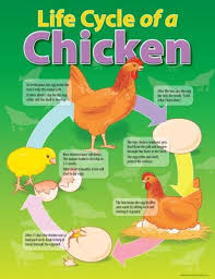 Life Cycle Of A Chicken Educational Chart Charts Educational Teaching Aids N Resources