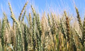 Wheat Still Sliding But Corn Soybeans Make Turnaround Agweek