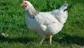 Ayam bisa menjadi tanda kemakmuran, keberuntungan dan kelimpahan. Arti Sebenarnya Mimpi Melihat Ayam Putih Menurut Primbon Jawa
