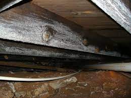 White Powder On Floor Joists Mold Or
