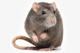 Rats In Basement Rat Removal From