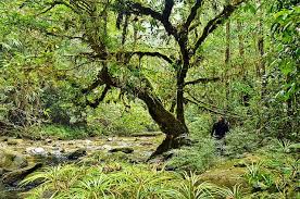 Worldwide, they make up one of earth's largest biomes. Various Tropical Rainforest Plants Conserve Energy Future